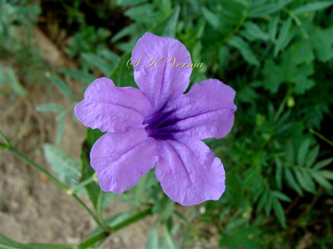  Flower